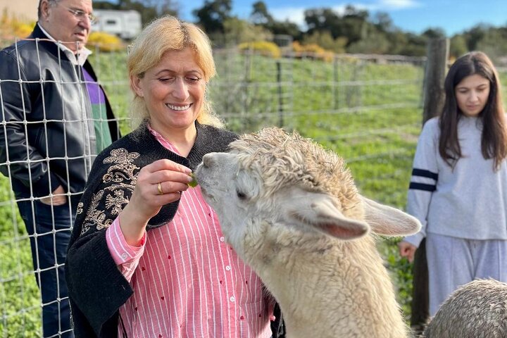 Alpaca Walking Adventure in Scenic Carmel Valley