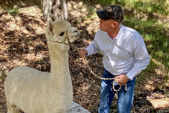 Alpaca Walking Adventure in Scenic Carmel Valley