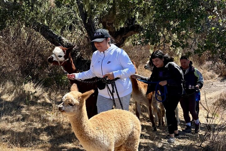 Alpaca Walking Adventure in Scenic Carmel Valley