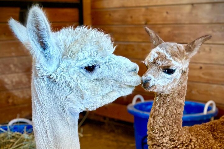 Alpaca Walking Adventure in Scenic Carmel Valley