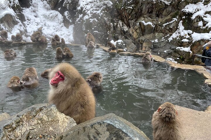 Relaxed Snow Monkeys & Shibu Onsen: Green Season Private Tour