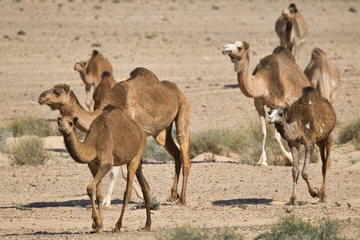 Dakhla Full-day Tour to White Dune, Imlili and Nomadic Culture
