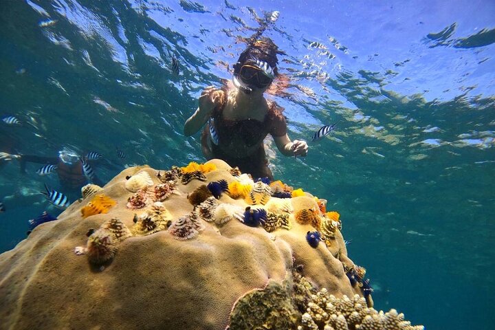 Snorkeling Tour Koh Tao & Koh Nang Yuan from Samui by Speedboat