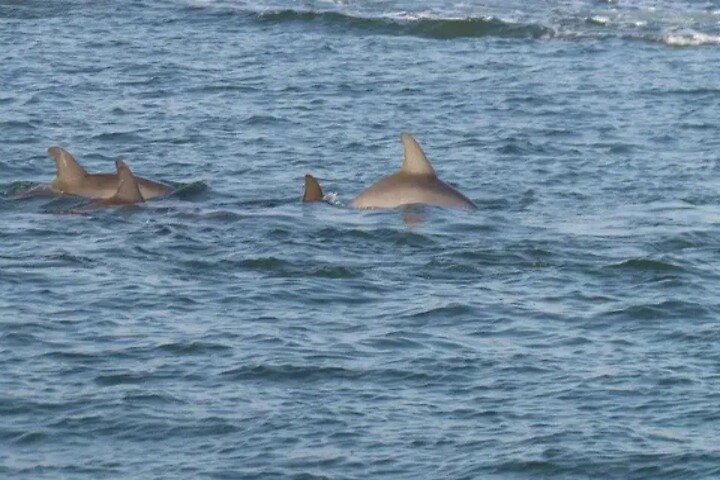 Dolphin Discovery Sunset Cruise