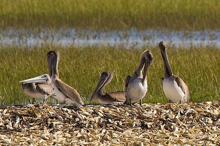 Capers Island Wildlife Exploration
