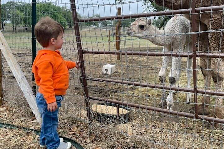 Giraffe Experience and Safari Wine Tour at Grapetown Vineyard
