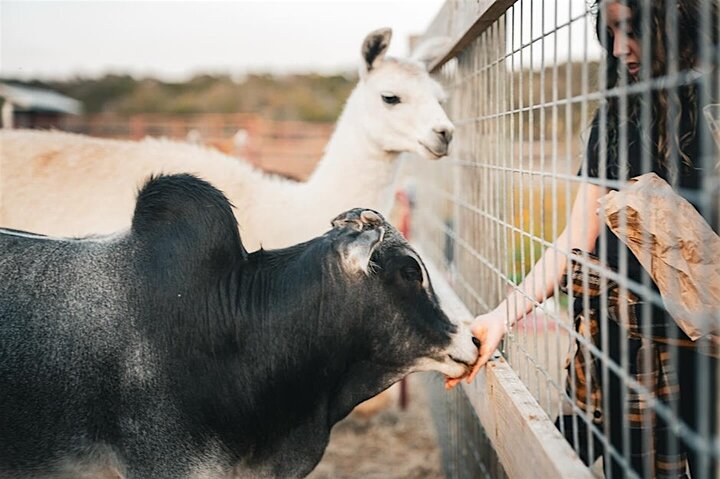Giraffe Experience and Safari Wine Tour at Grapetown Vineyard