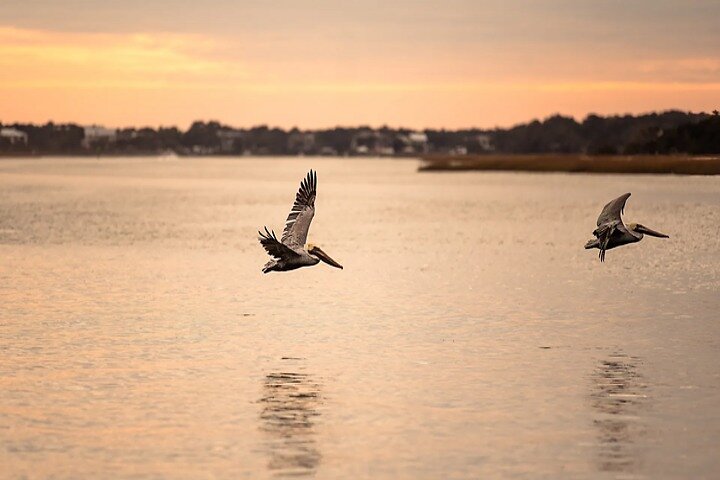 Dolphin Discovery Sunset Cruise