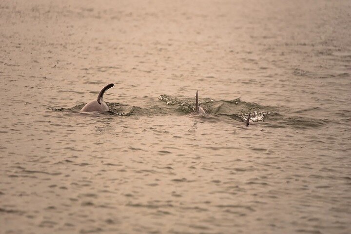 Dolphin Discovery Sunset Cruise