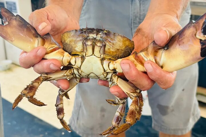 Blue Crabbing Excursion