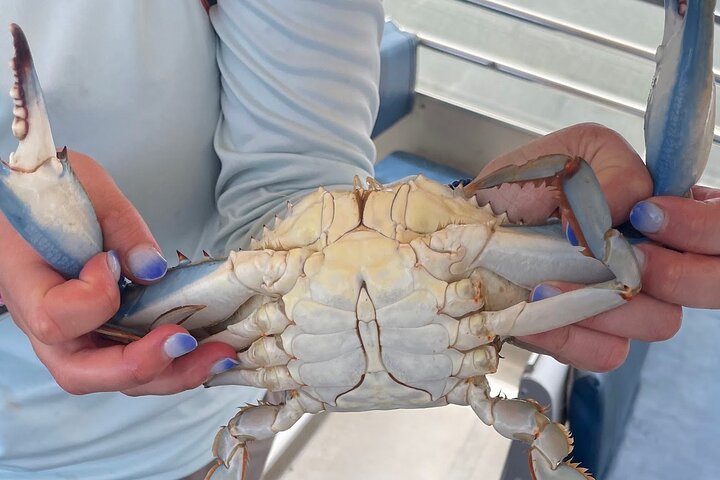 Blue Crabbing Excursion