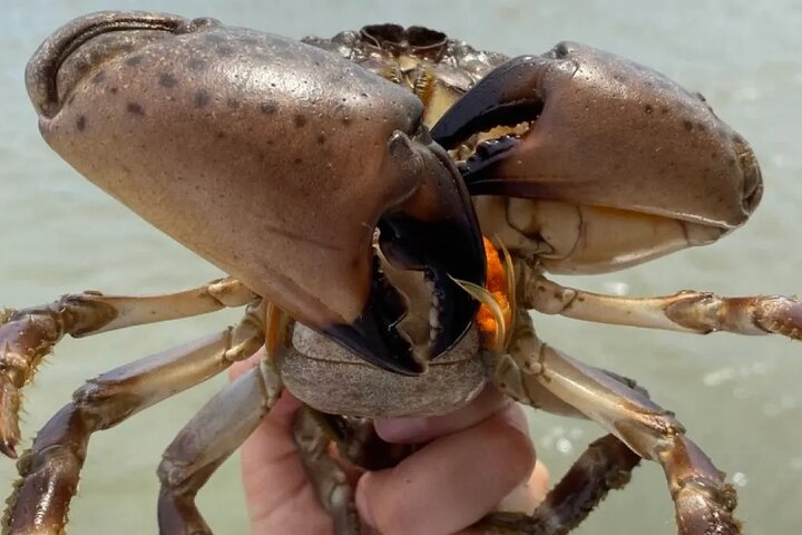 Blue Crabbing Excursion