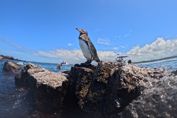 Snorkeling and Fauna Observation at Las Tintoreras Islet