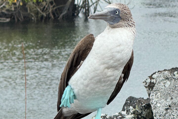 Snorkeling and Fauna Observation at Las Tintoreras Islet