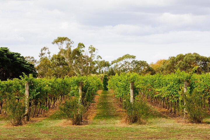 Private Shore Tour: Bellarine Peninsula Wine Experience