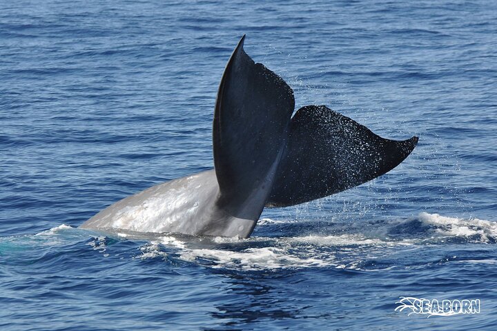 Seaborn Catamaran trips