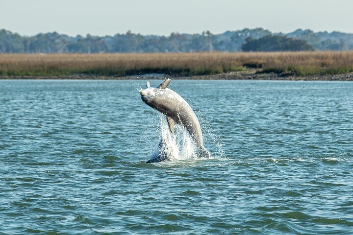 Dolphin Discovery Sunset Cruise