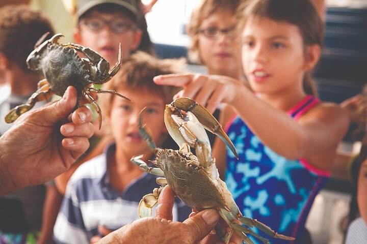 Capers Island Wildlife Exploration