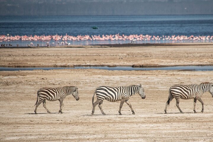 Half Day Tour To Lake Nakuru National Park From Nakuru