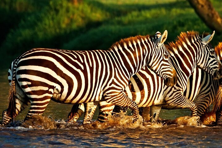 Half Day Tour To Lake Nakuru National Park From Nakuru