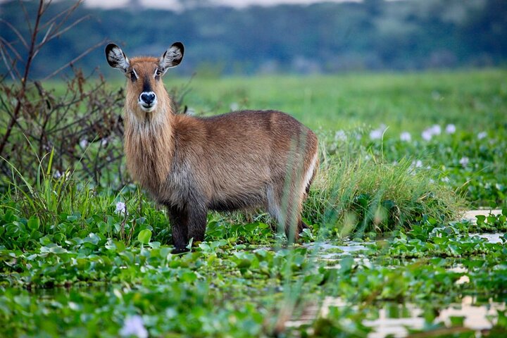 Half Day Tour To Lake Nakuru National Park From Nakuru