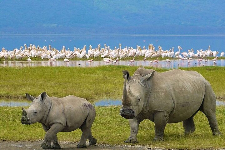 Half Day Tour To Lake Nakuru National Park From Nakuru