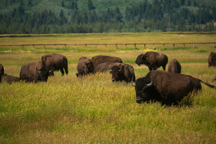 3-Day Yellowstone, Grand Teton and Jackson Hole Guided Tour
