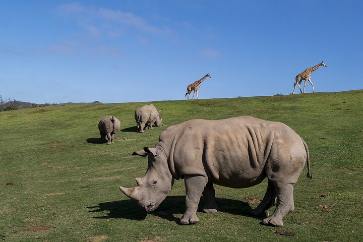 San Diego Zoo 1-Day Pass: Any Day Ticket