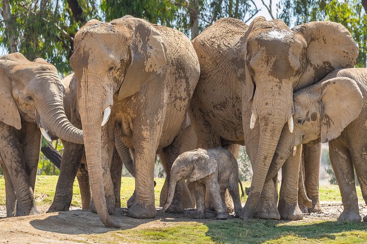 San Diego Zoo 1-Day Pass: Any Day Ticket