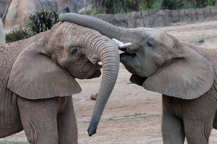 San Diego Zoo 1-Day Pass: Any Day Ticket