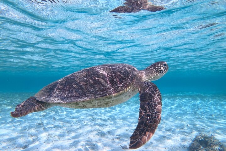 Miyakojima 《Encounter rate 100% ongoing》 [Sea Turtle & Clownfish Snorkeling] No additional fee｜Full refund guarantee｜1 year old OK｜Free rental and photography