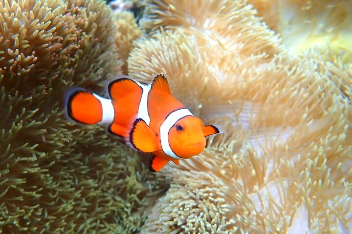 Miyakojima 《Encounter rate 100% ongoing》 [Sea Turtle & Clownfish Snorkeling] No additional fee｜Full refund guarantee｜1 year old OK｜Free rental and photography
