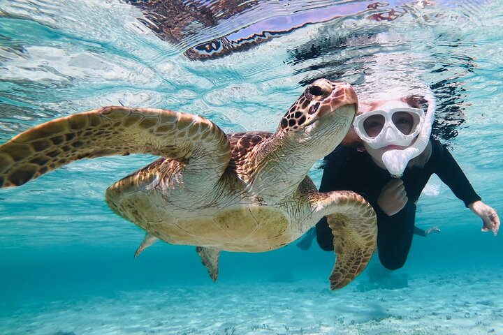 Miyakojima 《Encounter rate 100% ongoing》 [Sea Turtle & Clownfish Snorkeling] No additional fee｜Full refund guarantee｜1 year old OK｜Free rental and photography