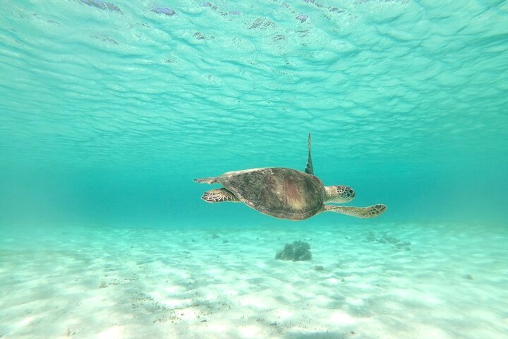 Miyakojima 《Encounter rate 100% ongoing》 [Sea Turtle & Clownfish Snorkeling] No additional fee｜Full refund guarantee｜1 year old OK｜Free rental and photography