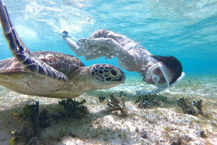 Miyakojima 《Encounter rate 100% ongoing》 [Sea Turtle & Clownfish Snorkeling] No additional fee｜Full refund guarantee｜1 year old OK｜Free rental and photography