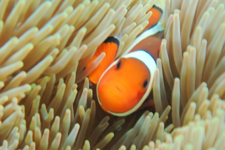 Miyakojima 《Encounter rate 100% ongoing》 [Sea Turtle & Clownfish Snorkeling] No additional fee｜Full refund guarantee｜1 year old OK｜Free rental and photography
