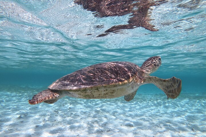 Miyakojima 《Encounter rate 100% ongoing》 [Sea Turtle & Clownfish Snorkeling] No additional fee｜Full refund guarantee｜1 year old OK｜Free rental and photography