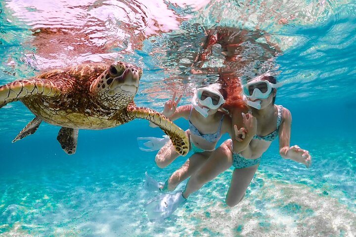 Miyakojima 《Encounter rate 100% ongoing》 [Sea Turtle & Clownfish Snorkeling] No additional fee｜Full refund guarantee｜1 year old OK｜Free rental and photography