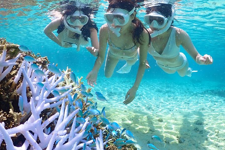 Miyakojima 《Encounter rate 100% ongoing》 [Sea Turtle & Clownfish Snorkeling] No additional fee｜Full refund guarantee｜1 year old OK｜Free rental and photography