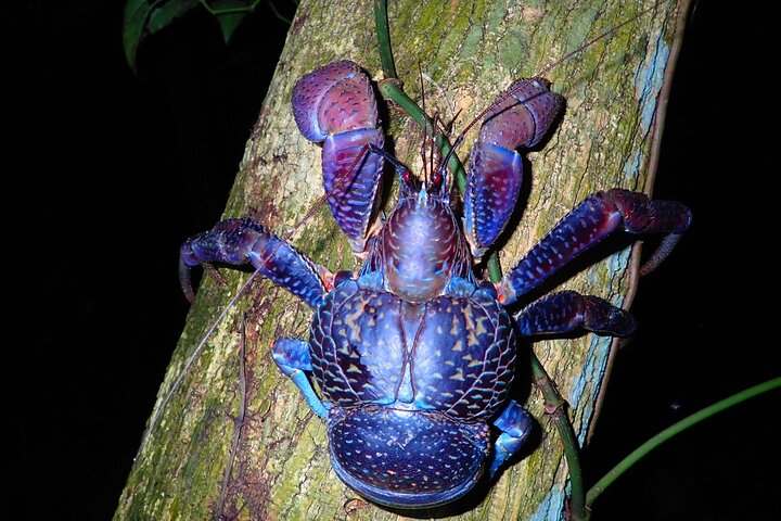 Pick-up and drop-off consultation available MIYAKO ISLAND Starry Sky and Jungle Exploration Night Safari Tour