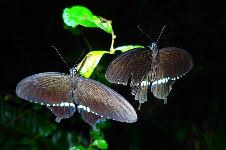 Pick-up and drop-off consultation available MIYAKO ISLAND Starry Sky and Jungle Exploration Night Safari Tour