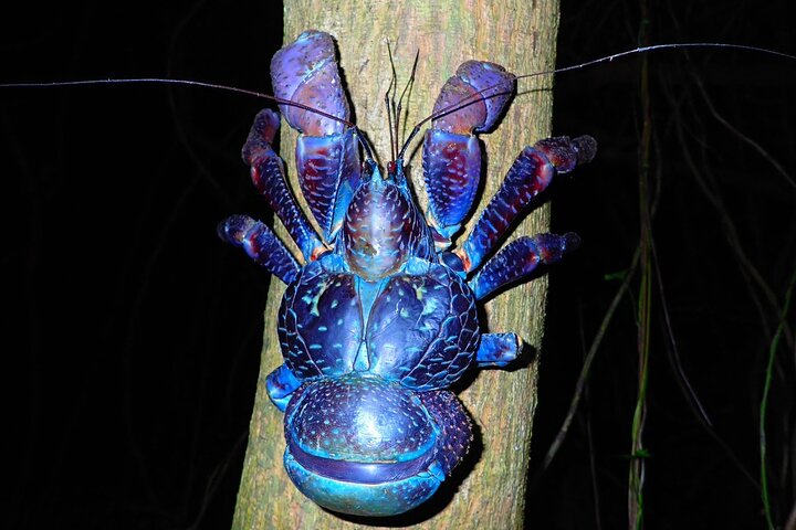 Pick-up and drop-off consultation available MIYAKO ISLAND Starry Sky and Jungle Exploration Night Safari Tour