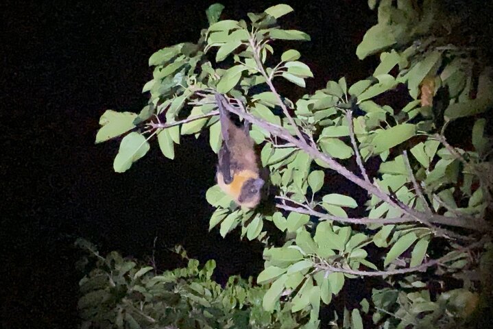Pick-up and drop-off consultation available MIYAKO ISLAND Starry Sky and Jungle Exploration Night Safari Tour