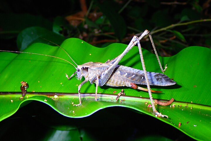 Pick-up and drop-off consultation available MIYAKO ISLAND Starry Sky and Jungle Exploration Night Safari Tour