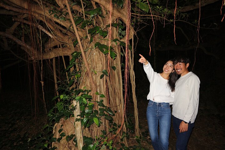 Pick-up and drop-off consultation available MIYAKO ISLAND Starry Sky and Jungle Exploration Night Safari Tour
