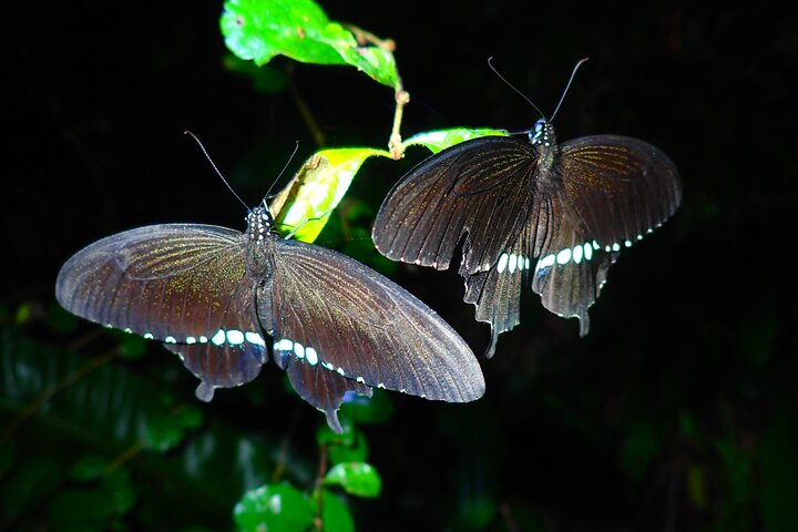 Pick-up and drop-off consultation available MIYAKO ISLAND Starry Sky and Jungle Exploration Night Safari Tour