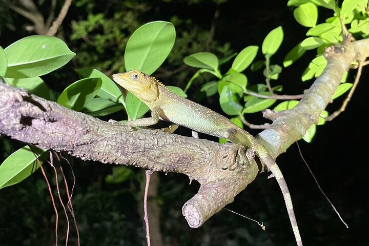 Pick-up and drop-off consultation available MIYAKO ISLAND Starry Sky and Jungle Exploration Night Safari Tour