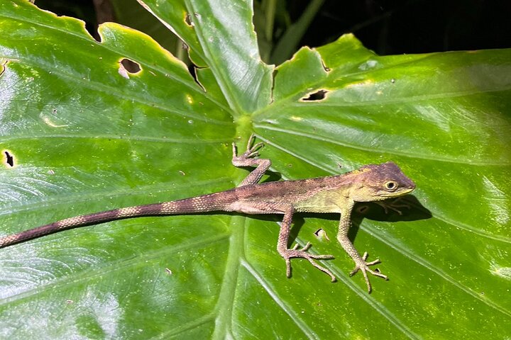 Pick-up and drop-off consultation available MIYAKO ISLAND Starry Sky and Jungle Exploration Night Safari Tour