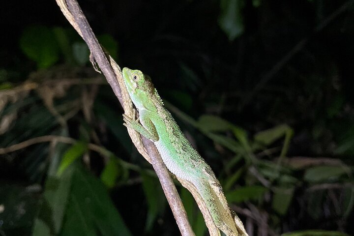 Pick-up and drop-off consultation available MIYAKO ISLAND Starry Sky and Jungle Exploration Night Safari Tour
