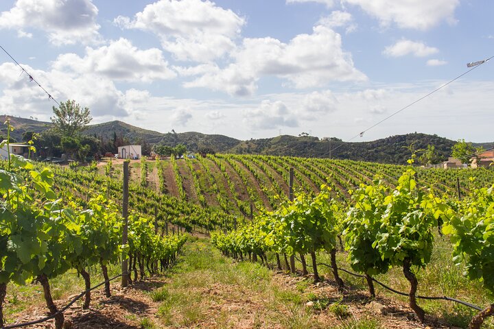 Albufeira Wine Tasting: Boutique Winery Tour & Historic Silves